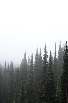 Bos in de mist van Rauwworks