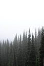 Forest in the fog by Rauwworks thumbnail
