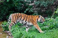 Een mooie felrode tijger loopt door struikgewas van felgroen gras (oerwoud), een krachtig groot Azia van Michael Semenov thumbnail