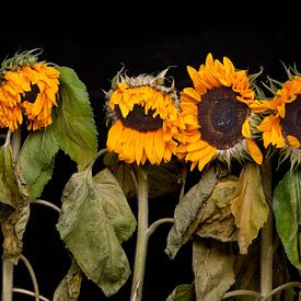 Vijf zonnebloemen van Toon de Vos