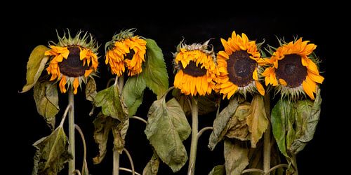 Vijf zonnebloemen