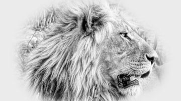 Portrait de lion sur Eric Nagel