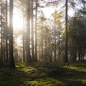 Douce lumière matinale sur un tapis de mousse verte dans la forêt sur Geert Van Baelen