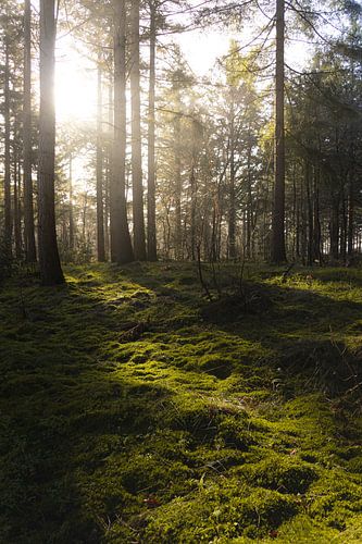 Zacht ochtendlicht over een groen mos tapijt in het bos