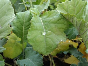 Dit is de druppel by Kasper Radema