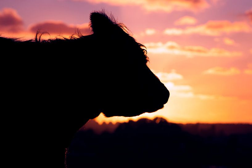Coucher de soleil avec la silhouette de la vache highlander écossaise par Dexter Reijsmeijer