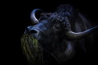 Stier