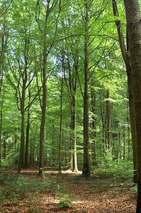 Forêt de hêtres à Emmen