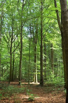 Forêt de hêtres à Emmen sur Corinne Welp