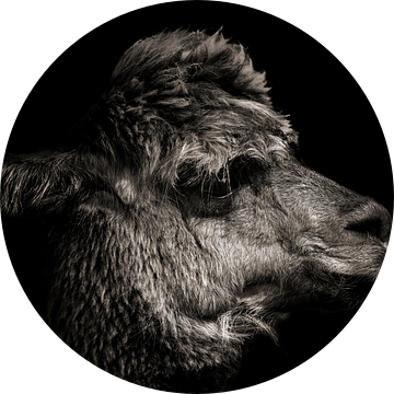 Alpaca in kleur met zwart achtergrond van Steven Dijkshoorn