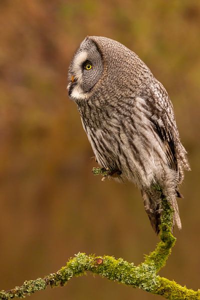 Lapland owl, Strix nebulosa. by Gert Hilbink