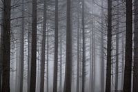 Mist