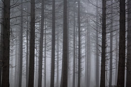 Mist van Hans Wijnveen