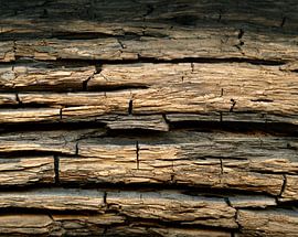 Écorce d'arbre altérée d'un chêne des marais provenant d'un lac de l'ère glaciaire sur Susanne Kanamüller