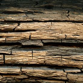 Weathered tree bark of a bog oak from a glacial lake by Susanne Kanamüller