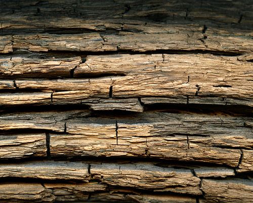 Verwitterte Baumrinde einer Mooreiche aus einem Eiszeitsee