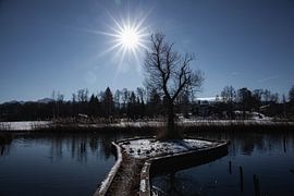 Old Tree von Franz Nagler