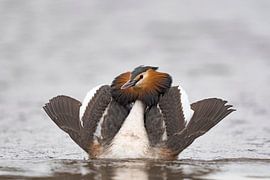 Haubentaucher in Admiralshaltung  (Podiceps cristatus) von Dick Hoogenboom