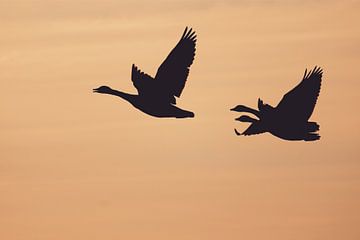 Silhouette geese by Jacqueline Zwakenberg