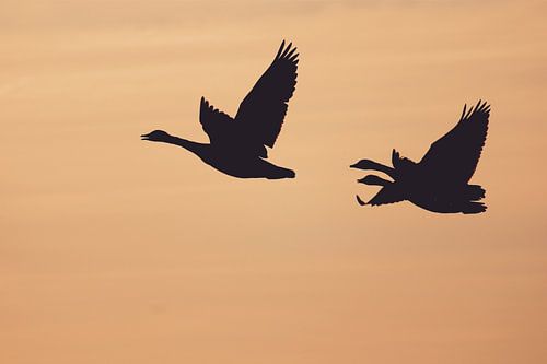 Silhouette geese