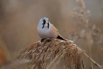 Bearded Tit (Panurus biarmicus) Baden-Württemberg by Frank Fichtmüller