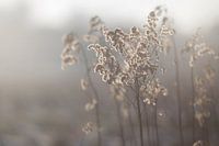 Winterzon