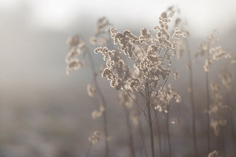 Winterzon van Jitske Cuperus-Walstra
