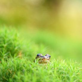 Frosch von Andy van der Steen - Fotografie