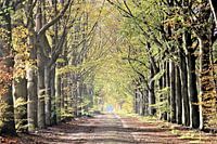 Romantic avenue of trees in the forests of Drenthe