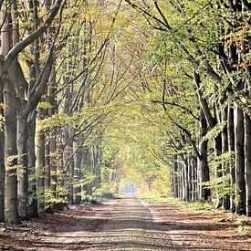 Romantic avenue of trees in the forests of Drenthe by Ans Houben