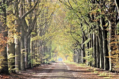 Allée d'arbres romantique dans les forêts de Drenthe