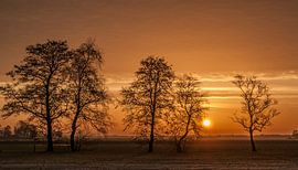 Winter Tree Sunrise by Sparkle King