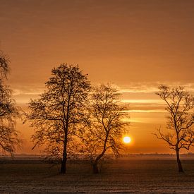 Winter Tree Sunrise by Sparkle King