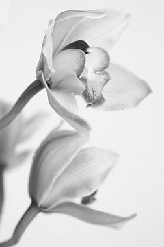 Orchidee, Igor Mandich
