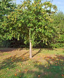 Pommier