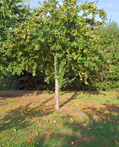 Appelboom van Bo Valentino