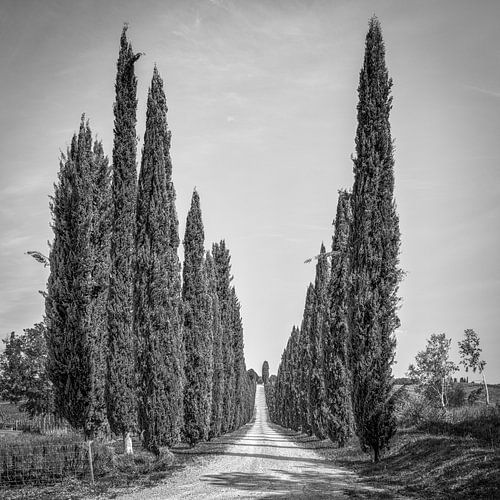 Italy in black and white square, 'Cypresses in Tuscany'. by Teun Ruijters