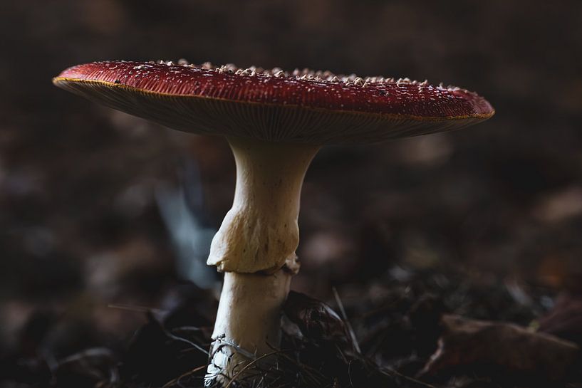 Fly agaric @ home by Patrick Mertens aka Pat Probleme