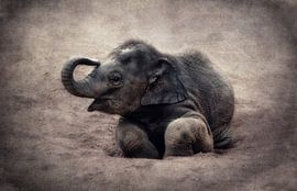 zoete Olifant van Claudia Moeckel