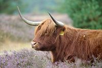 Schotse Hooglander liggend op de paarse heide