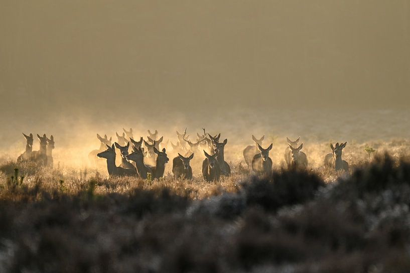 Magisch diese Rotwildherde am frühen Morgen von Marielle Van den Elshout