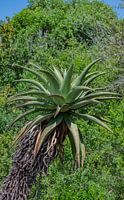 Aloès africain dans la brousse de la réserve naturelle de Hluhluwe Nation