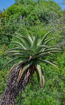 Afrikanische Aloe im Buschlandschaft vom Naturreservat Hluhluwe Nation