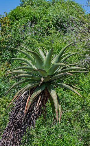 Afrikaanse aloë in het struiklandschap van het Hluhluwe Nation Natuurreservaat