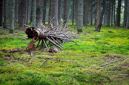 Gevallen woudreus temidden van een tapijt van mos.
