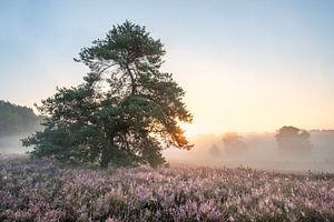 Mistige zonsopkomst op de heide von John van de Gazelle