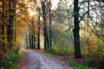 Het bos van WeVaFotografie