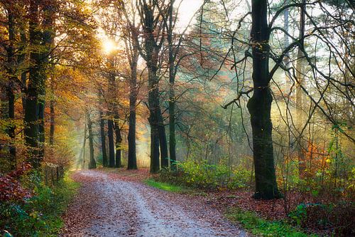 The forest