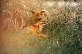 Vosliefde van Nicole Schmidt