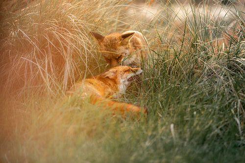 L'amour du renard sur Nicole Schmidt